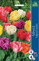 Tulpių svogūnėliai, lot. TULIPA, įv., 4 vnt