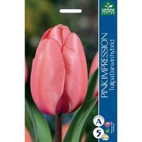 Tulpių svogūnėliai, lot. TULIPA PINK IMPRESSION, 5 vnt.