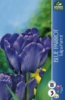 Tulpių svogūnėliai, lot. TULIPA BLUE PARROT, 3 vnt.