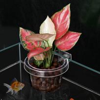 Aquarium Plant Holder Aquatic Mesh Net Pot Clear with Hook Hanging Water Planter Fish Tanks multi