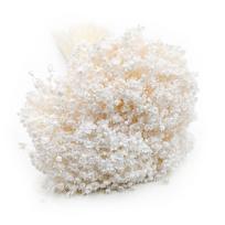 Dried Glixia - (Gliksja Marcela) - Bleached white