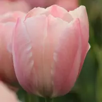 Tulpė 'Salmon Impression', 50 vnt.