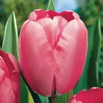 Pink Tulpė ‘Rožinė Impression’ , 50 vnt.