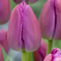 Tulpė ‘Violetinė Pride’, 50 vnt.