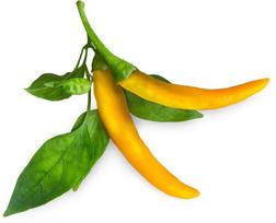 Click & Grow Smart Garden refill Yellow Chili 3pcs | SGR60X3