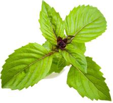 Click & Grow Smart Garden refill Cinnamon Basil 3pcs | SGR71X3
