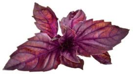 Click & Grow Smart Garden refill Red Basil 3pcs | SGR25X3