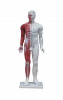 Akupunktūros modelis su raumenimis, 84 cm