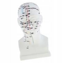 Akupunktūros taškų modelis, 20 cm