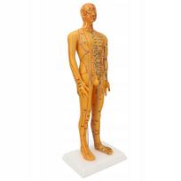 Žmogaus akupunktūros modelis, 53 cm