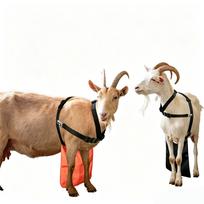 New Style Ram & Goat Anti-Mating Apron/Skirt for Cross-Border Use Sheep Apron juoda