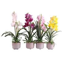 Dirbtinė gėlė Orchidėja Garden Queen