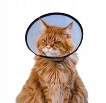 TRIXIE apsauginė veterinarinė pooperacinė apykaklė šunims ir katėms XS