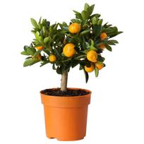 Augalas citrinmedis Calamondin, 47 - 57 cm, ø15 cm
