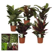 Augalas kalatėja Mix, 40 - 50 cm, ø14 cm, (spalva/dizainas parenkami atsitiktine tvarka)