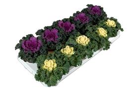 Lauko augalas dekoratyvinis kopūstas, Ø 13, 15 cm, lot. Brassica