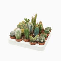 Augalas kaktusas Mix, 8 - 13 cm, ø5.5 cm, (spalva/dizainas parenkami atsitiktine tvarka)