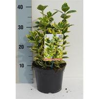 Lauko augalas ožekšnis, daugiametis, Ø 17, 35 cm, lot. Euonymus jap. Marieke