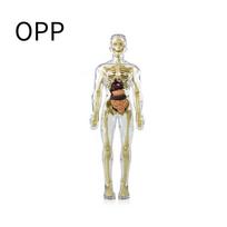 Detachable Assembly Human Body Model Structure Full Body Skeleton Organs 3D skeleton medical Anatomy Children's puzzle toys white