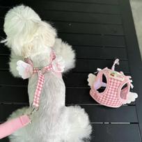 Breathable Strawberry Pattern Cat Dog Harness Collar Escape Pet Wing Harness Leash Set Kitten Puppy Chihuahua Cute Chest Vest (Pink,XS（old）) rožinė