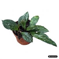 Augalas vaškuolė Hoya Crassipetiolata Splash, 15 cm, ø10.5 cm