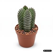 Augalas storlapis Crassula Buddhas Temple, 8 cm, ø8 cm