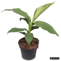 Augalas bananmedis Musa Tropicana, 55 cm, ø17 cm