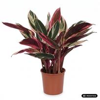 Augalas kalatėja Calathea Triostar, 45 cm, ø14 cm