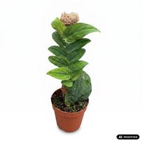 Augalas monstera Rhaphidophora Korthalsii 1pp, 30 cm, ø14 cm