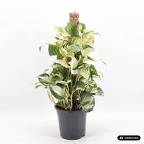 Augalas skindapas Epipremnum pinnatum Manjula, 65 cm, ø17 cm