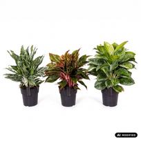 Augalas aglaonema Aglaonema mix 1pp, 45 cm, ø19 cm, (spalva/dizainas parenkami atsitiktine tvarka)