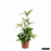 Augalas dracena Dracaena Surculosa 1pp, 60 cm, ø17 cm