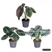 Augalas alokazija Alocasia mix 1pp, 30 cm, ø14 cm, (spalva/dizainas parenkami atsitiktine tvarka)