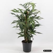 Augalas skindapas Epipremnum Pinnatum Baltic Blue, 60 cm, ø17 cm