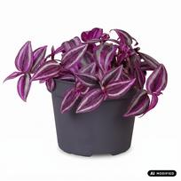 Augalas tradeskantė Tradescantia fluminensis Pink Paradise, 20 cm, ø12 cm