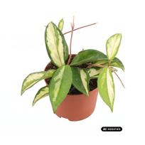 Augalas vaškuolė Hoya Flamingo Dream, 12 cm, ø9 cm