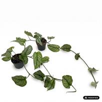 Augalas monstera Siltepecana, 25 cm, ø12 cm