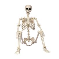 Helovino žmogaus skeletas 40cm judančiais sąnariais stovinti scena plastiko modelis balta