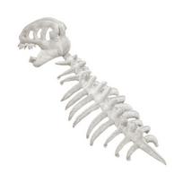 Dinozauras Skeletas Pliušinis Žaislas Realistiškas Dinozauro Kostiumas Su Lanksčiu Stuburo Fiksatoriumi Ir Garso Efektais Lengvas Lankelis Kostiumų Šventei Cosplay Kid