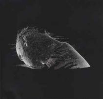 DVD Coldplay - The Scientist (naudota)