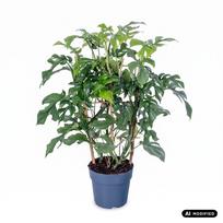 Augalas monstera Monstera Minima on rack 3pp, 65 cm, ø17 cm