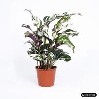 Augalas kalatėja Calathea Stella, 45 cm, ø14 cm