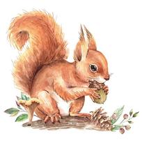Mielos animacinių filmukų voverės ir kankorėžio sienų lipdukai, nuimami miško gyvūnų lipdukai vaikų kambariui, darželio sienų dekoras 27X29CM įvairiaspalvis