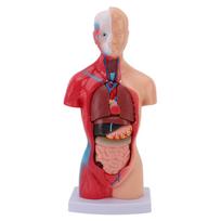 Human Body Model 15 Piece Parts Medical Student Interactive Anatomy Physiology Study Tools with Orga brown