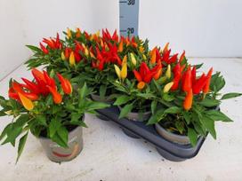 Vienmetė gėlė, pipiras dekoratyvinis, vazonėlio skersmuo 12 cm.
