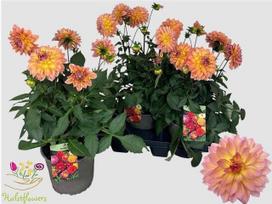Vienmetė gėlė, jurginas "Garden Peachx3", vazonėlio skersmuo 19 cm.