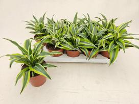 Kambarinis augalas, dracena "Comp Surprise", vazonėlio skersmuo 12 cm.