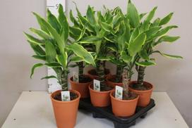 Kambarinis augalas, dracena "Gold Coast", vazonėlio skersmuo 12 cm.