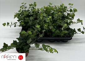 Kambarinis augalas, gebenė, vazonėlio skersmuo 9 cm.