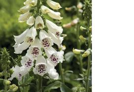Daugiametė gėlė, rusmenė "Dalmatian White", vazonėlio skersmuo 19 cm.